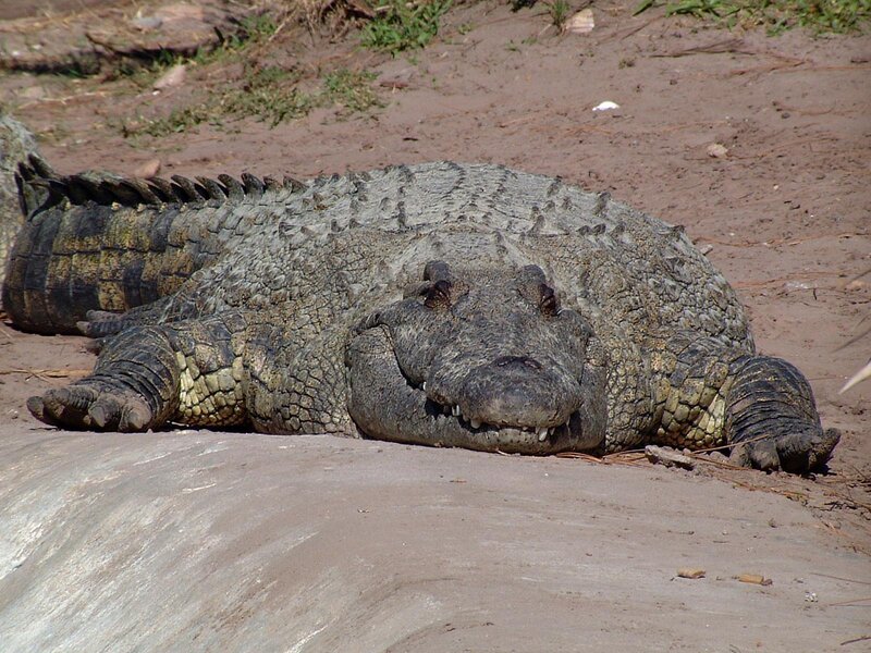 Large crocodile resting on riverbank