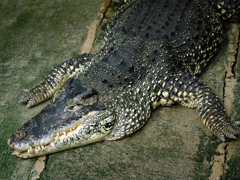 Large Crocodile Resting