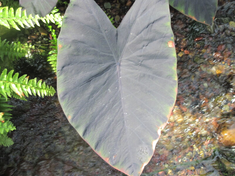 Large Dark Leaf