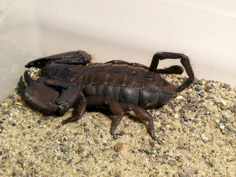 Large dark scorpion on gravel