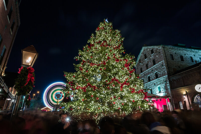 Large Decorated Christmas Tree — Green, Festive, Night