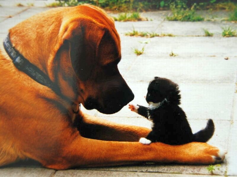 Large Dog and Kitten