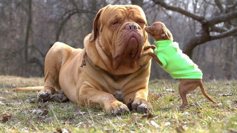 Large Dog and Small Puppy — Brown, Calm, Autumn