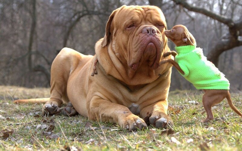 Large Dog and Small Puppy — Brown, Calm