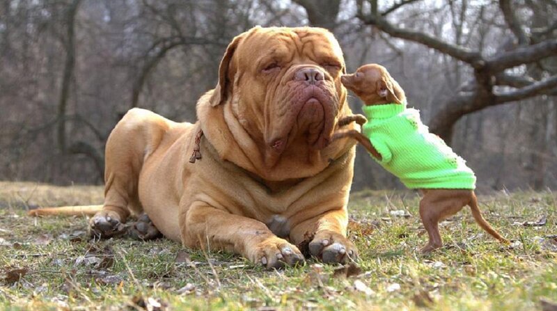 Large Dog and Small Puppy
