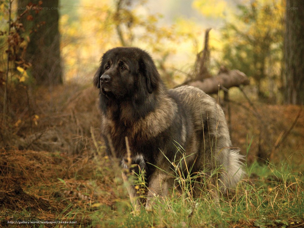 large dog in autumn forest