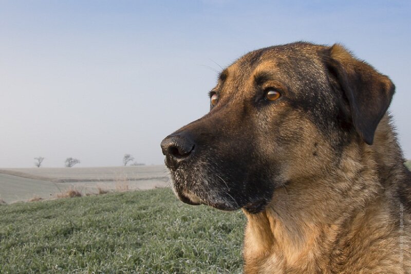 Large Dog in Field
