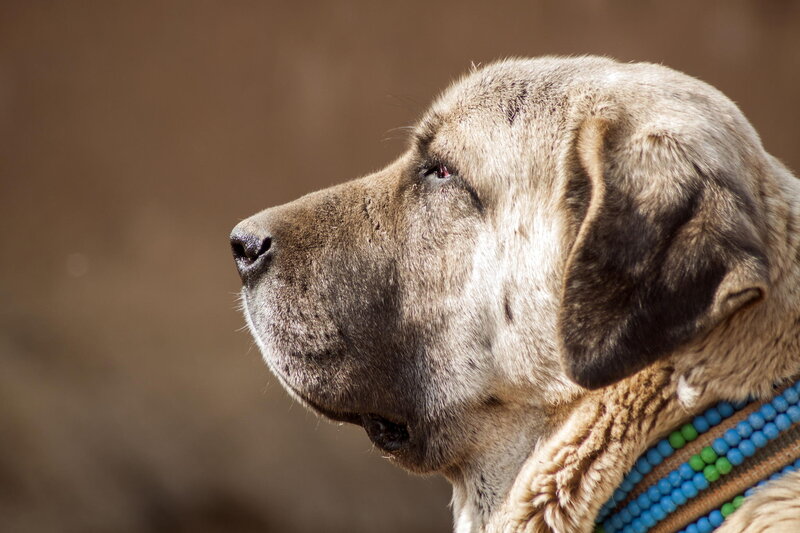 Large Dog in Profile — Brown