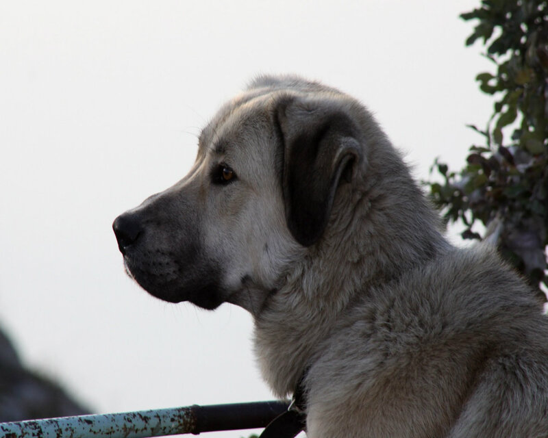 Large Dog in Profile — Gray