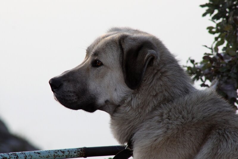 Large Dog in Profile
