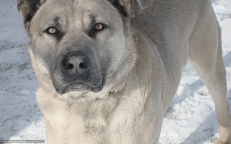 Large Dog in Snow — Gray
