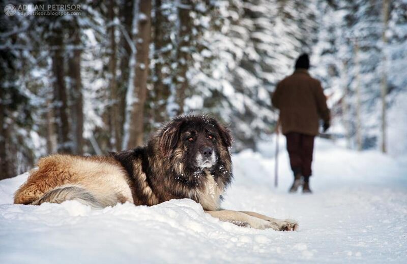 Large Dog in Snow