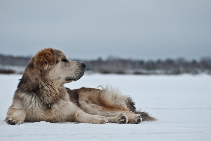 Large Dog in Snow — White