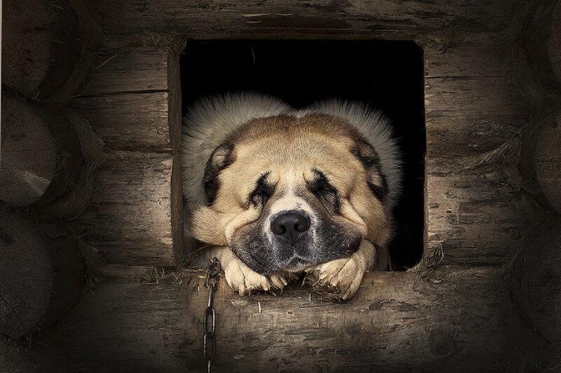 Large Dog in Wooden Shelter