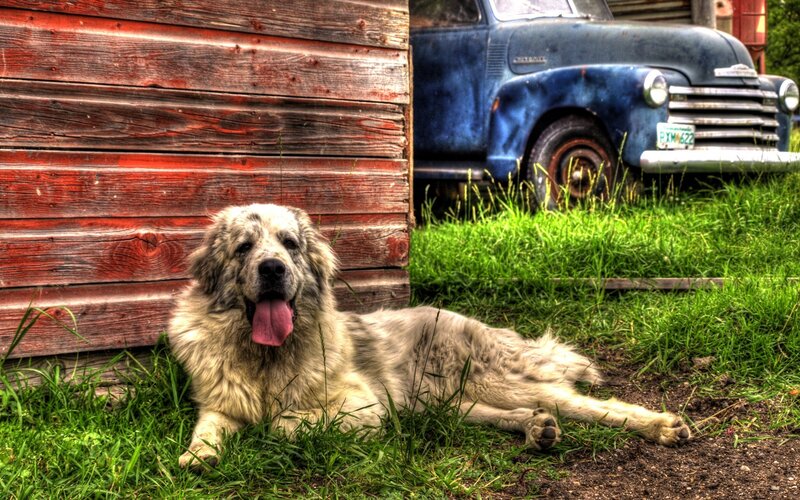 Large Dog Lying Down — Green