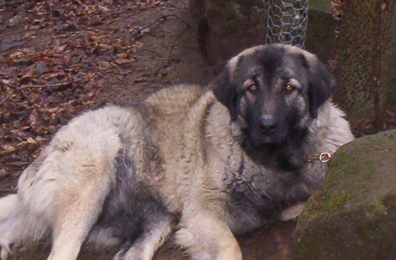 Large Dog Lying Down