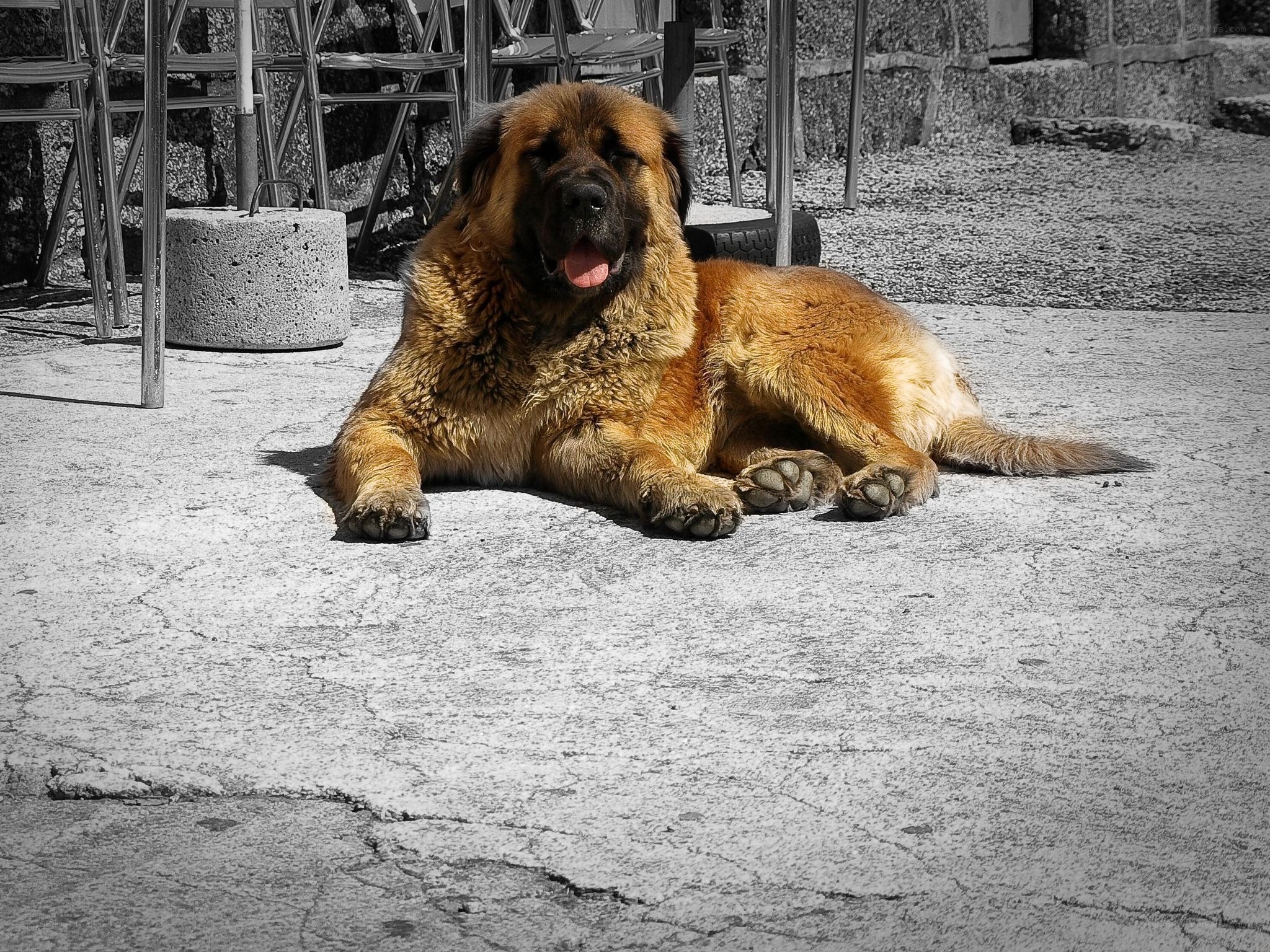large dog resting on pavement