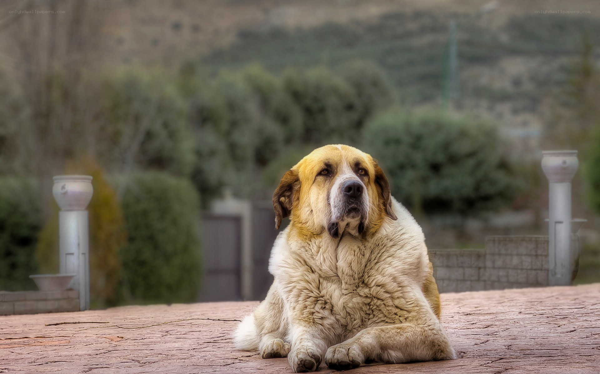 large dog resting outdoors