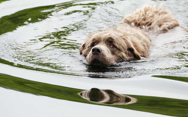 Large Dog Swimming