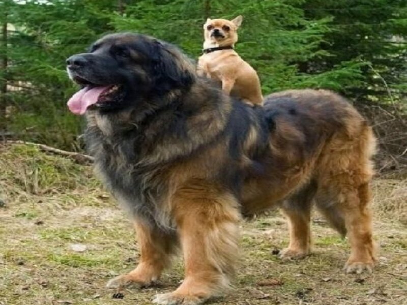 Large Dog with Small Dog — Brown