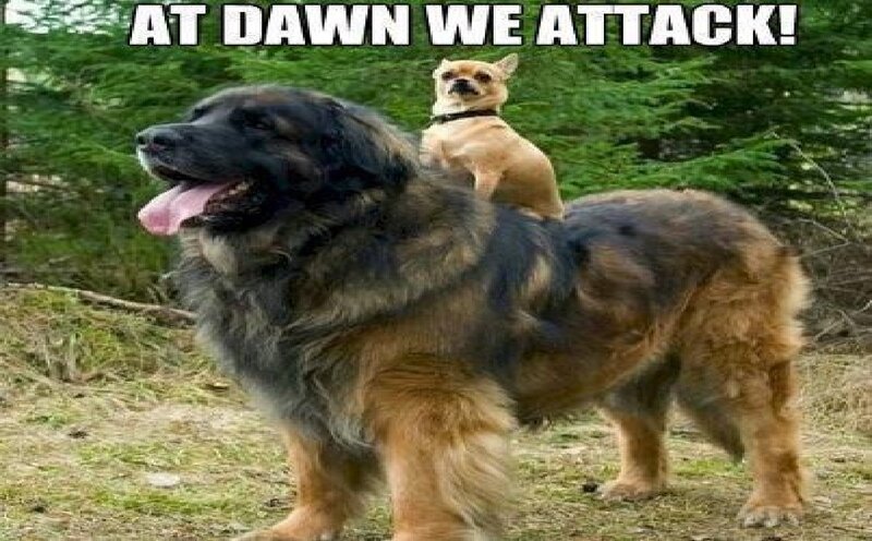 Large Dog with Small Dog