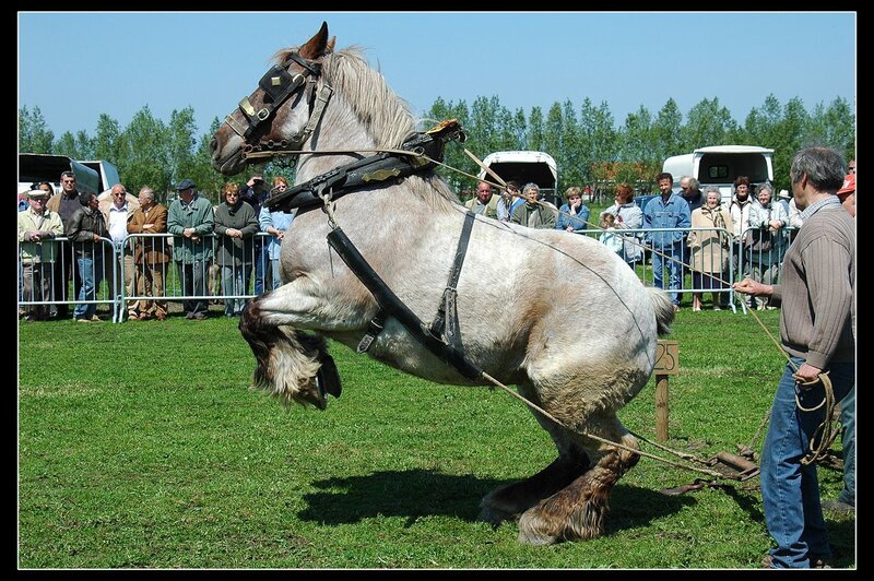 Large Draft Horse