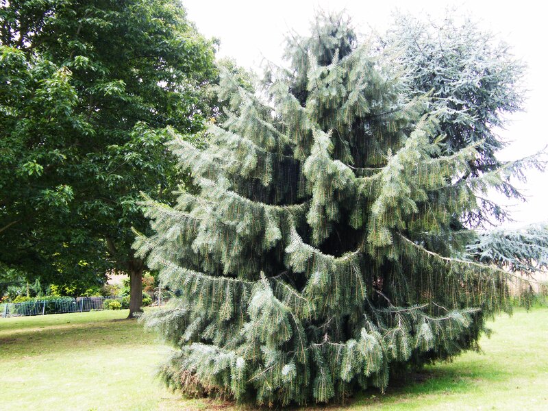 Large evergreen tree in a park