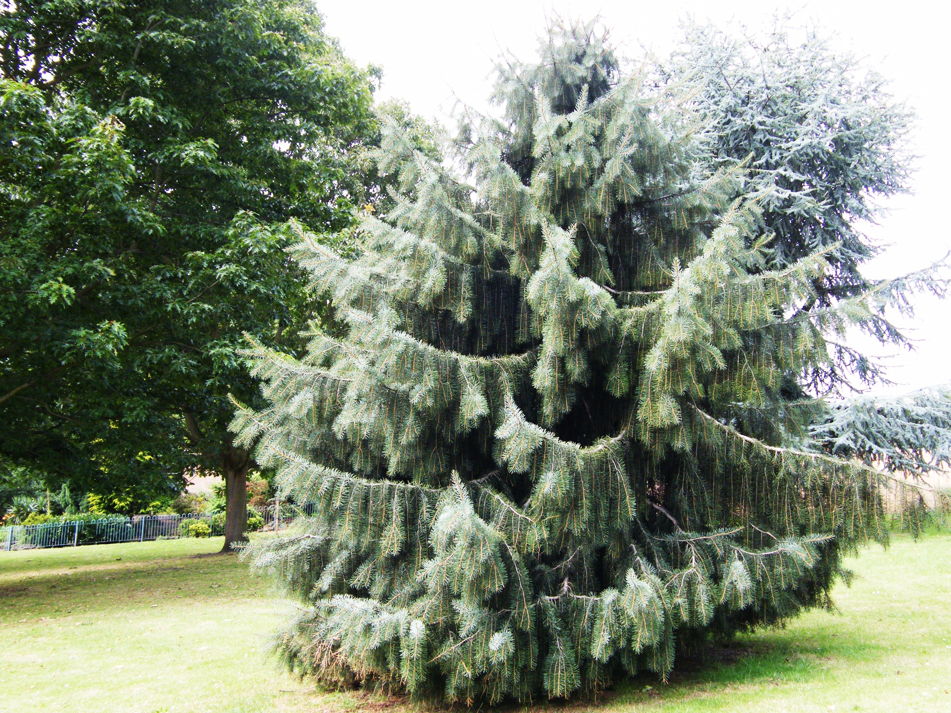 Large evergreen tree in a park