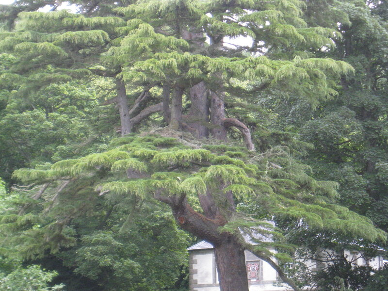Large Evergreen Tree
