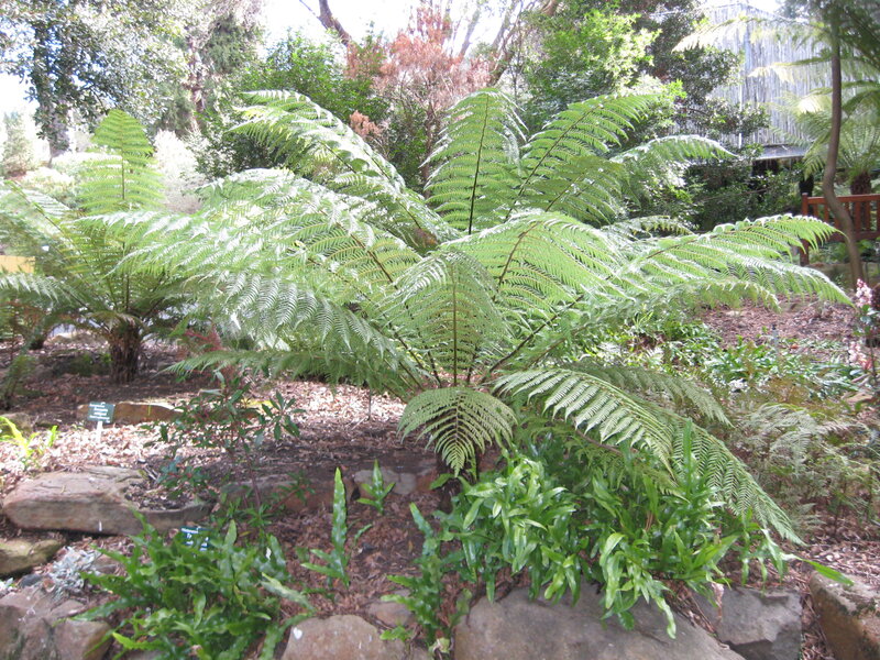 Large Fern Plants