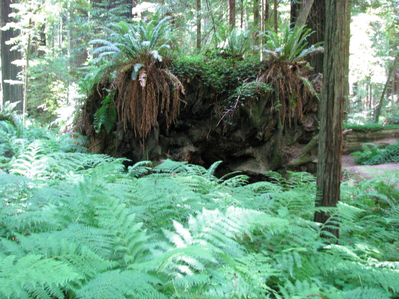 Large Ferns in Forest