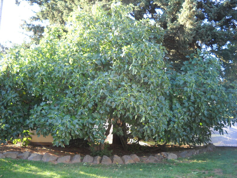 large fig tree in garden