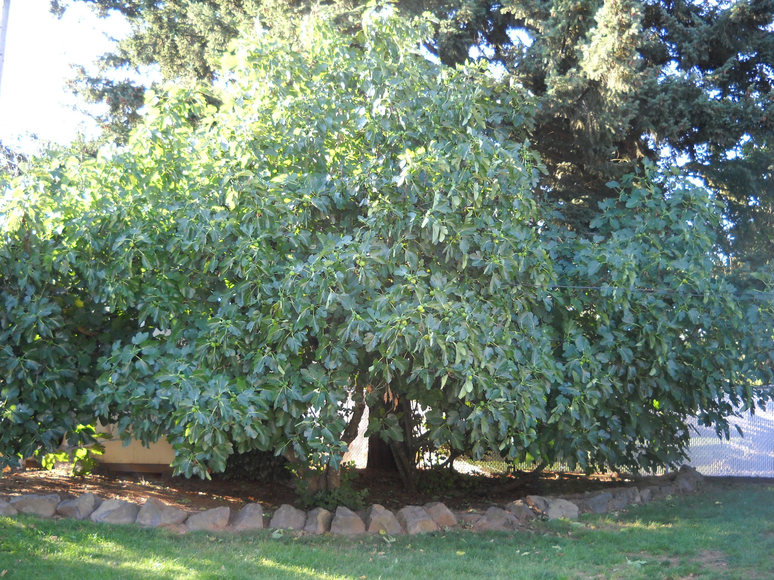 large fig tree in garden