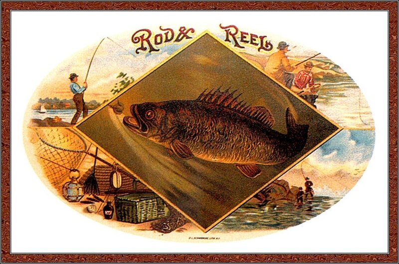 Large Fish Illustration