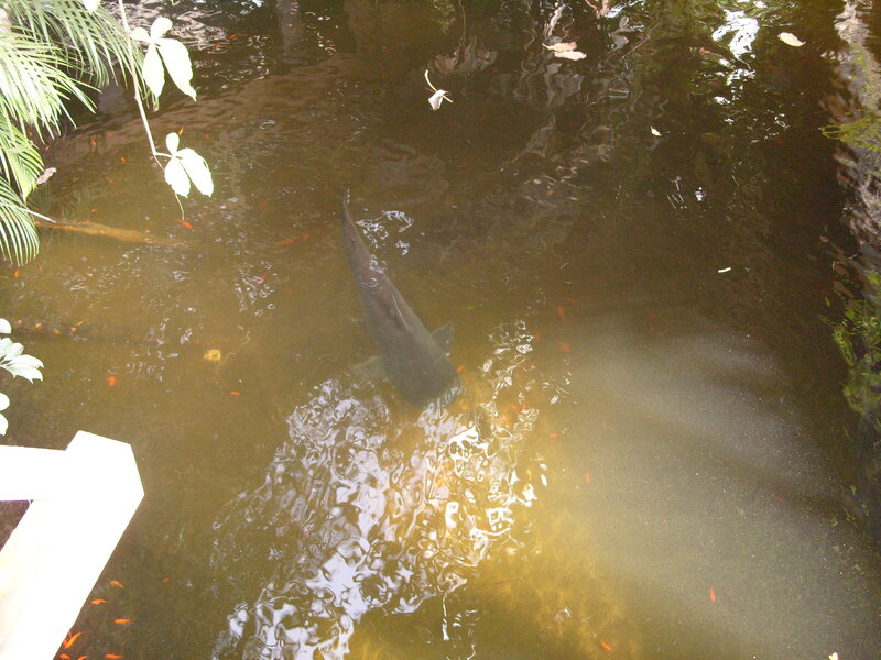 Large fish in a pond
