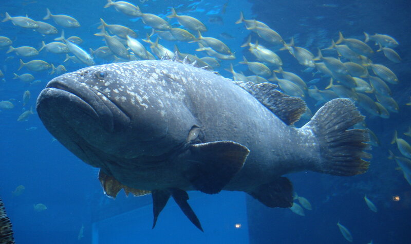 Large fish in aquarium