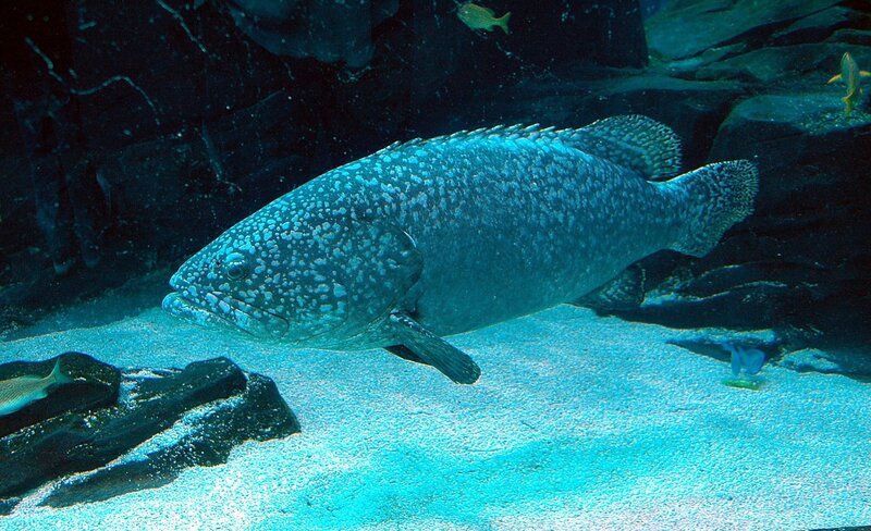 Large Fish in Aquarium — Blue, Calm