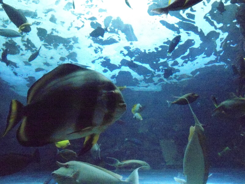 Large Fish in Aquarium — Blue