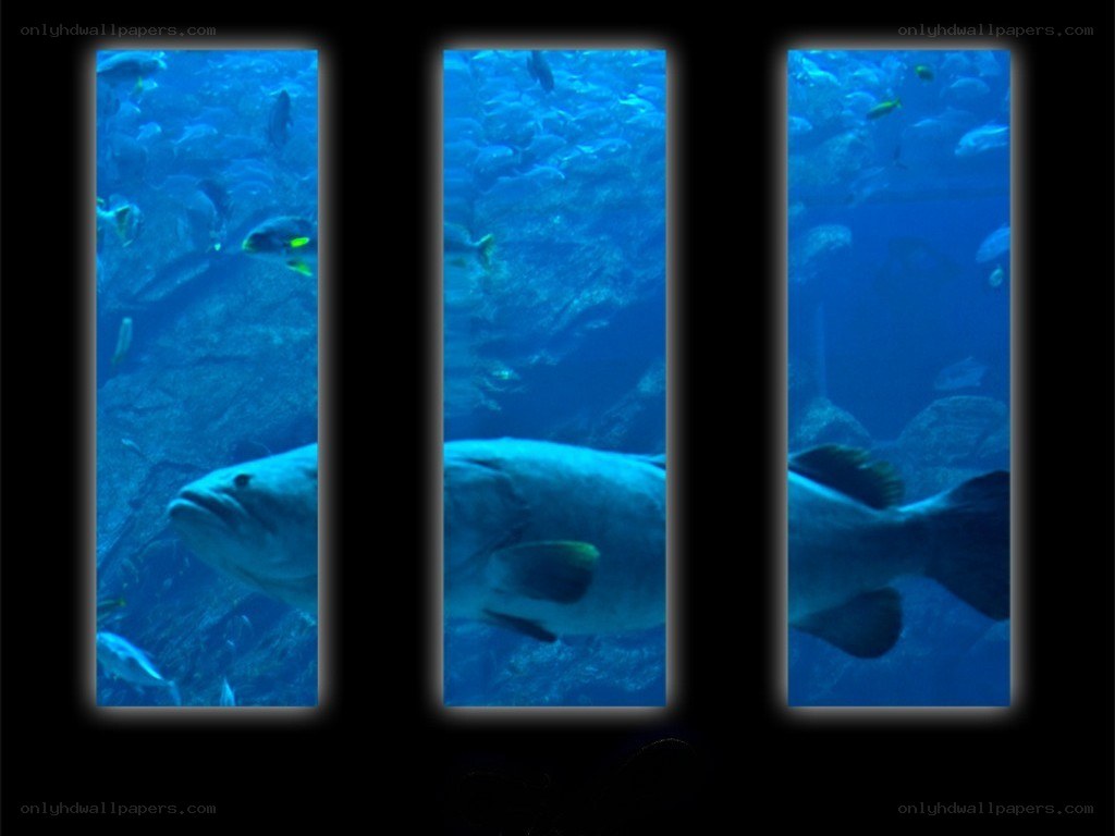 Large fish in aquarium panels