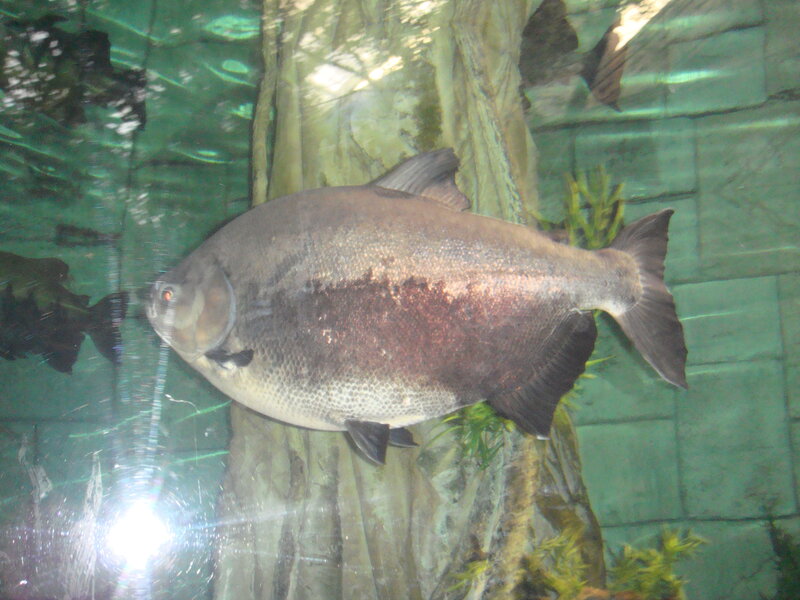 large fish in aquarium