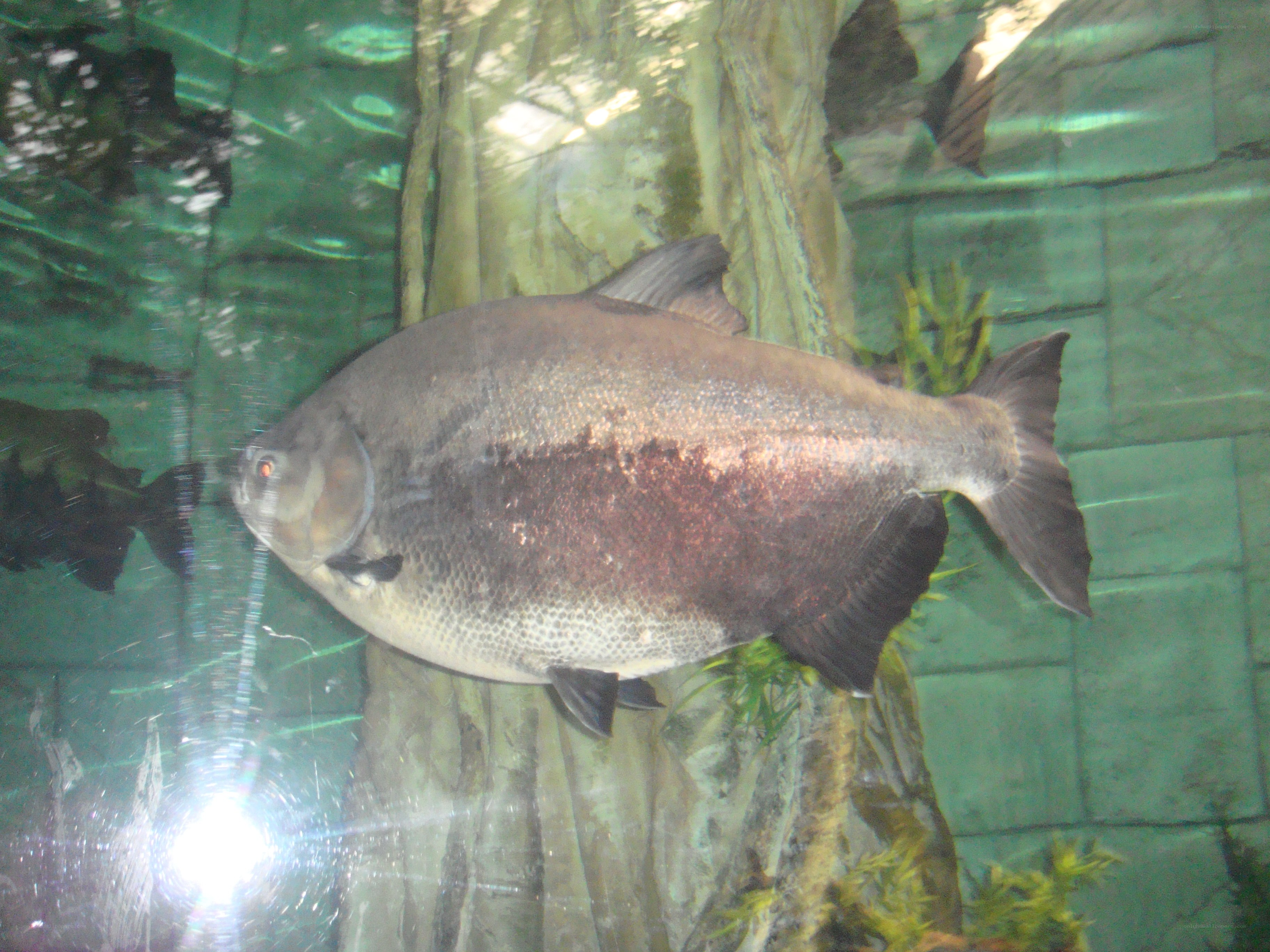large fish in aquarium