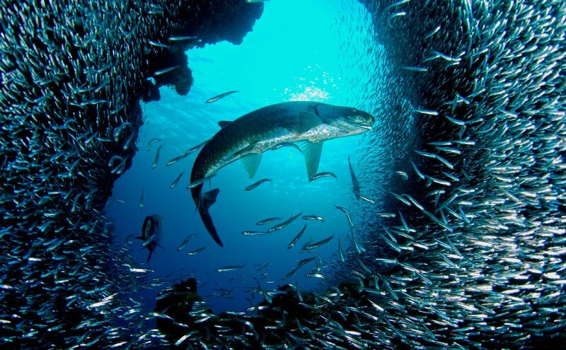 Large Fish in School of Bait