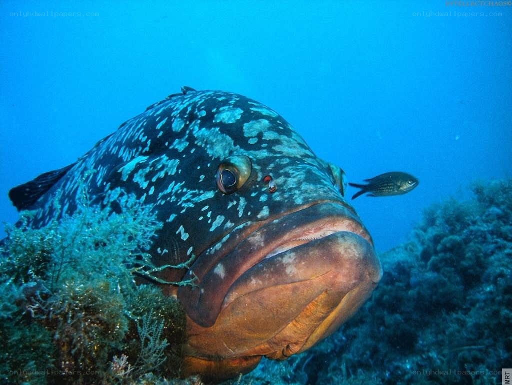Large fish near coral reef