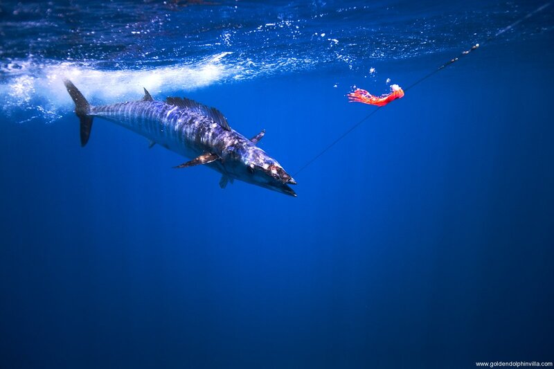 Large Fish on Fishing Line
