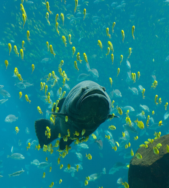 Large fish surrounded by school