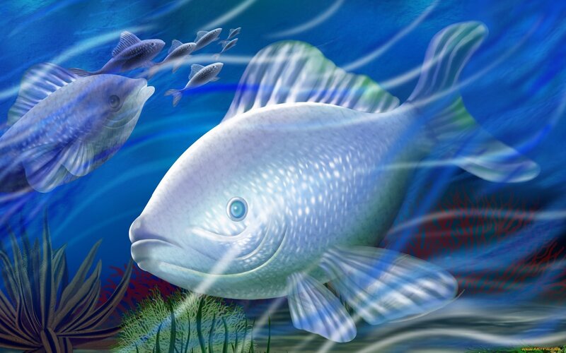 Large Fish Swimming