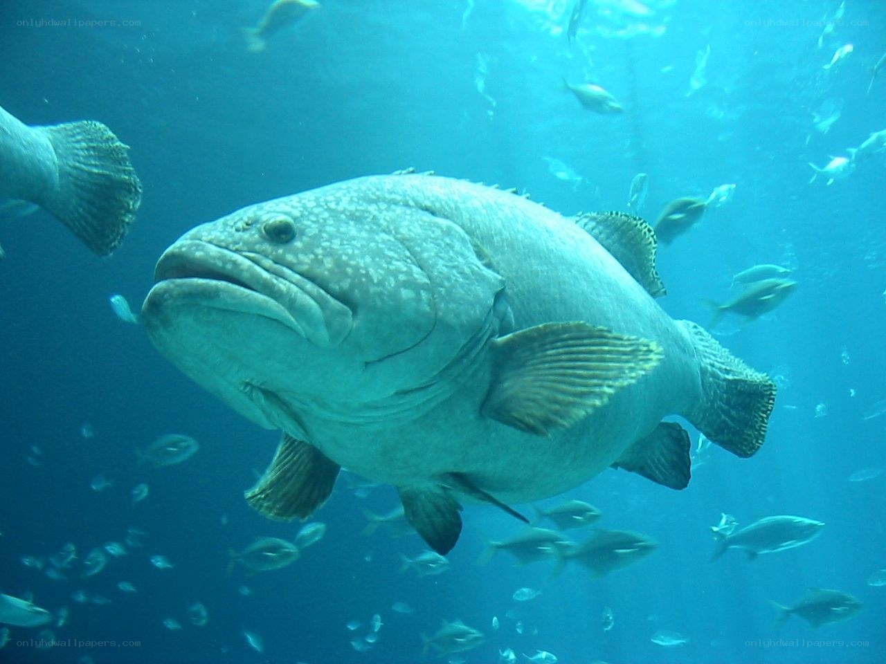 Large fish swimming underwater
