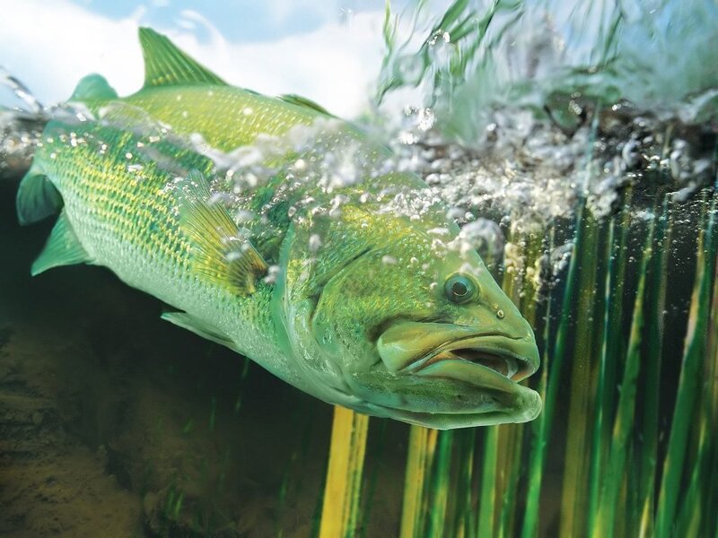 Large fish swimming underwater