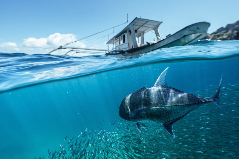 Large Fish Swimming Underwater — Blue