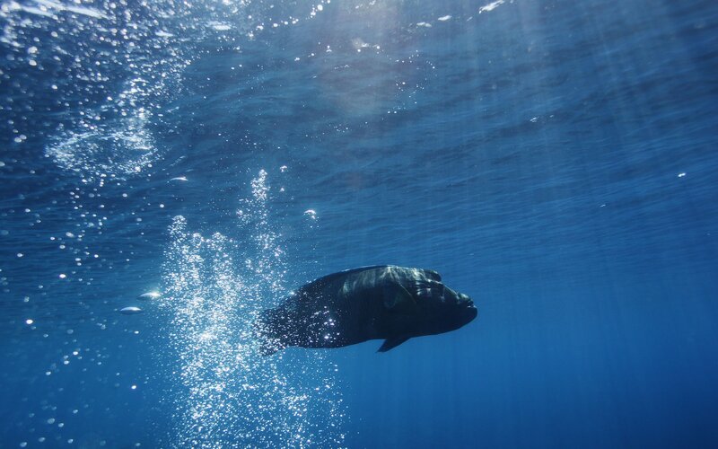Large fish swimming underwater